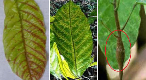 قصة فيروس سريع الانتشار يهدد وجود الشوكولاتة في العالم صورة رقم 2 قصة فيروس سريع الانتشار يهدد وجود الشوكولاتة في العالم صورة رقم 2