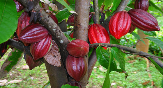 قصة فيروس سريع الانتشار يهدد وجود الشوكولاتة في العالم صورة رقم 9 قصة فيروس سريع الانتشار يهدد وجود الشوكولاتة في العالم صورة رقم 9