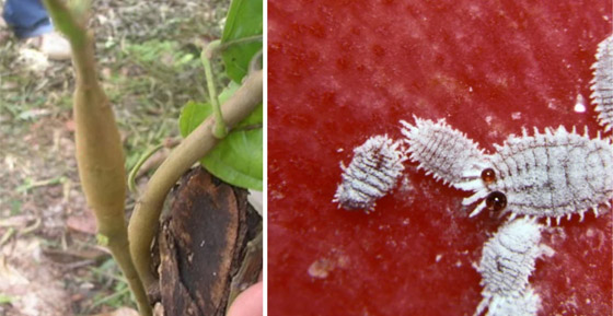 قصة فيروس سريع الانتشار يهدد وجود الشوكولاتة في العالم صورة رقم 1 قصة فيروس سريع الانتشار يهدد وجود الشوكولاتة في العالم صورة رقم 1