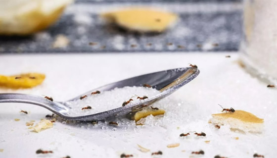 بـ3 مكوّنات فقط.. أبعد النمل عن منزلك في الصيف صورة رقم 1