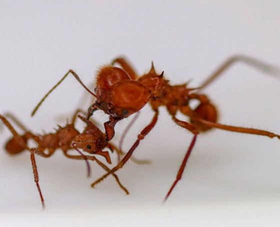 بـ3 مكوّنات فقط.. أبعد النمل عن منزلك في الصيف صورة رقم 2