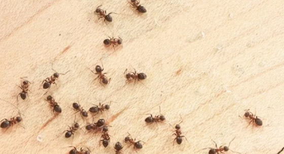 بـ3 مكوّنات فقط.. أبعد النمل عن منزلك في الصيف صورة رقم 5