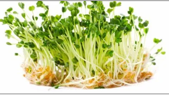 اعرف أهمية وفوائد براعم الحلبة.. طريقة زراعتها منزليا صورة رقم 1