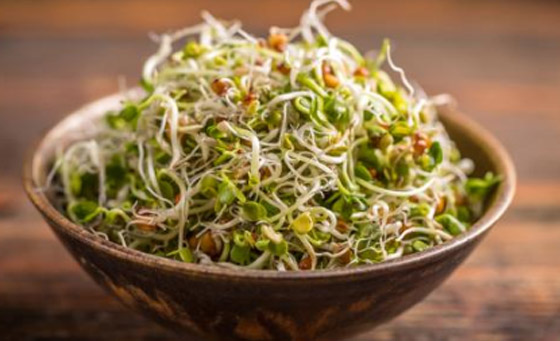 اعرف أهمية وفوائد براعم الحلبة.. طريقة زراعتها منزليا صورة رقم 2