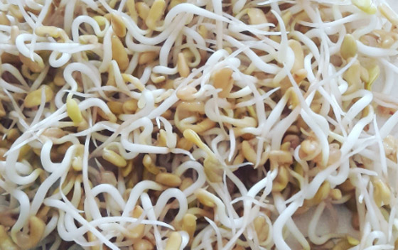 اعرف أهمية وفوائد براعم الحلبة.. طريقة زراعتها منزليا صورة رقم 3