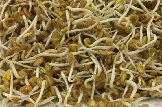 اعرف أهمية وفوائد براعم الحلبة.. طريقة زراعتها منزليا صورة رقم 4