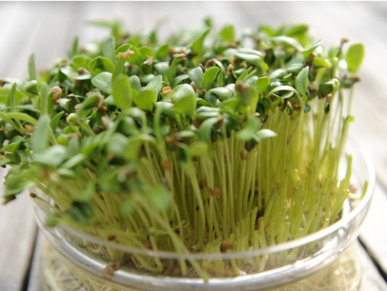 اعرف أهمية وفوائد براعم الحلبة.. طريقة زراعتها منزليا صورة رقم 6