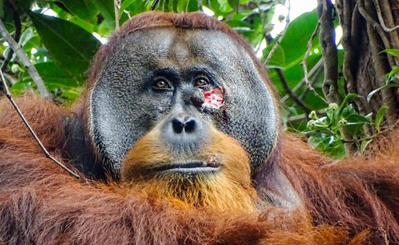 سابقة عالمية مثيرة.. قرد يُعالج جرحا في وجهه بـ(نبات طبي) صورة رقم 8