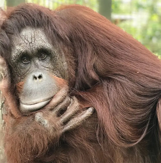 سابقة عالمية مثيرة.. قرد يُعالج جرحا في وجهه بـ(نبات طبي) صورة رقم 6