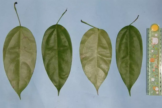 سابقة عالمية مثيرة.. قرد يُعالج جرحا في وجهه بـ(نبات طبي) صورة رقم 2