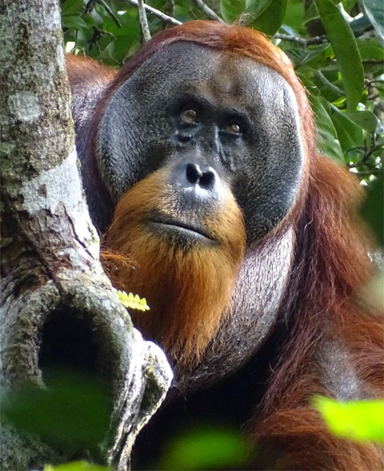 سابقة عالمية مثيرة.. قرد يُعالج جرحا في وجهه بـ(نبات طبي) صورة رقم 3