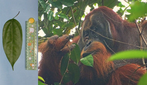 سابقة عالمية مثيرة.. قرد يُعالج جرحا في وجهه بـ(نبات طبي) صورة رقم 4