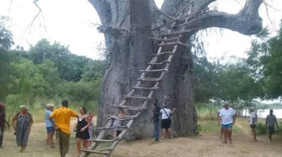  الفيضانات تقتلع شجرة عمرها 800 عام في كينيا! صورة رقم 3