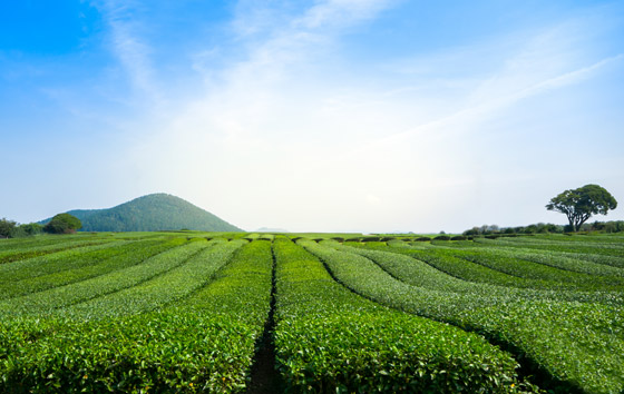 نصائح لعشاق الطبيعة عند زيارة جزيرة جيجو في كوريا الجنوبية صورة رقم 3