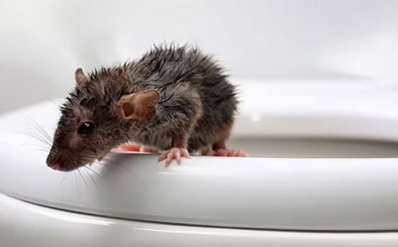 اليابان تسحب 100 ألف علبة من شرائح الخبز.. بسبب الفئران! صورة رقم 5