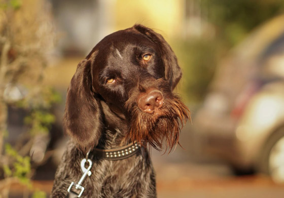 لقطات طريفة مدهشة لحيوانات أليفة في مسابقة 