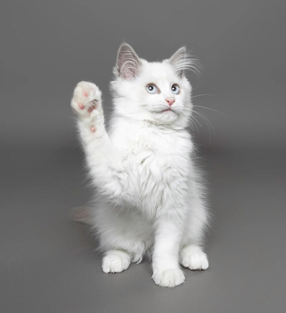 لقطات طريفة مدهشة لحيوانات أليفة في مسابقة 