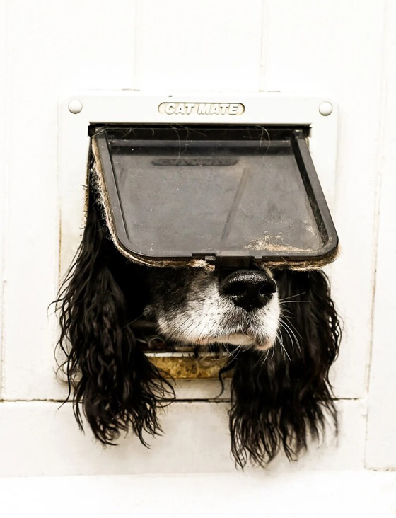 لقطات طريفة مدهشة لحيوانات أليفة في مسابقة 