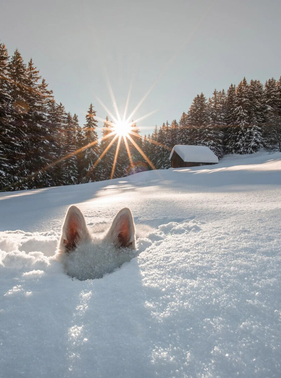 لقطات طريفة مدهشة لحيوانات أليفة في مسابقة 