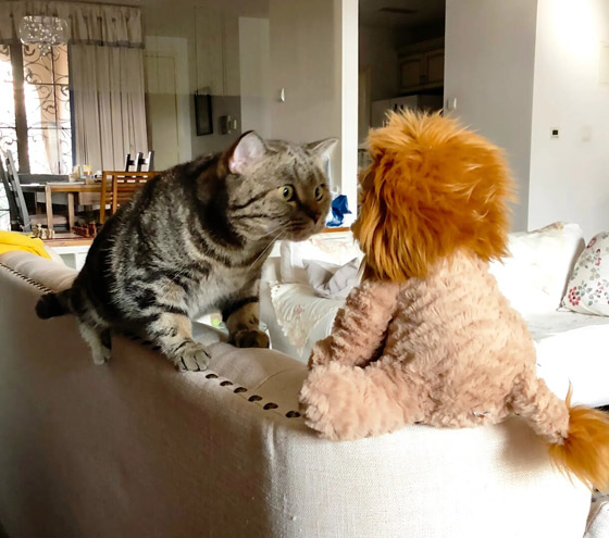 لقطات طريفة مدهشة لحيوانات أليفة في مسابقة 