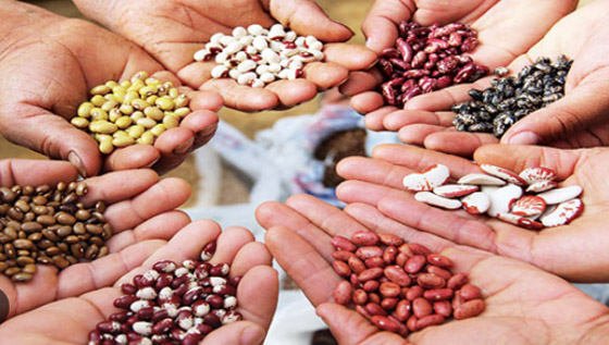 أطعمة غنية بالبروتين تساعد على خفض الكوليسترول منها الفول صورة رقم 8