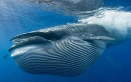 بعد 15 عاماً.. علماء يكشفون أسرار الحوت الأزرق صورة رقم 1