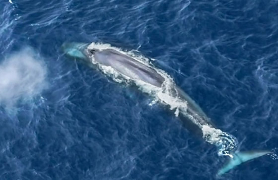 بعد 15 عاماً.. علماء يكشفون أسرار الحوت الأزرق صورة رقم 2