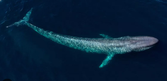 بعد 15 عاماً.. علماء يكشفون أسرار الحوت الأزرق صورة رقم 4