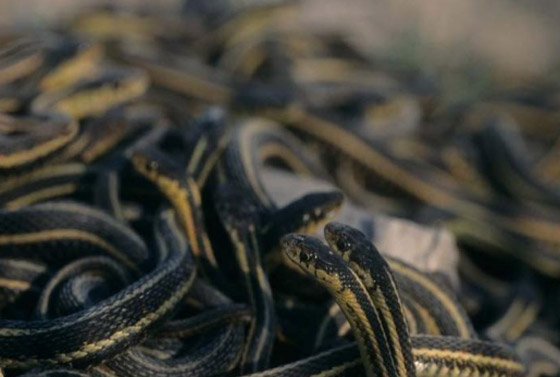 أغرب 10 أشياء تمت مصادرتها في المطارات صورة رقم 4