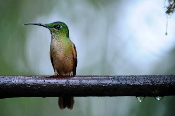 أغرب 10 أشياء تمت مصادرتها في المطارات صورة رقم 5