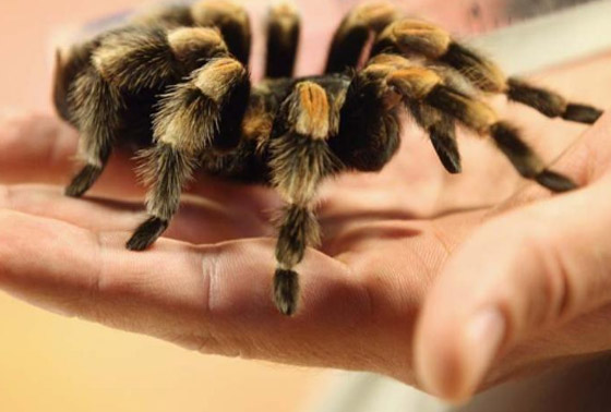 أغرب 10 أشياء تمت مصادرتها في المطارات صورة رقم 8