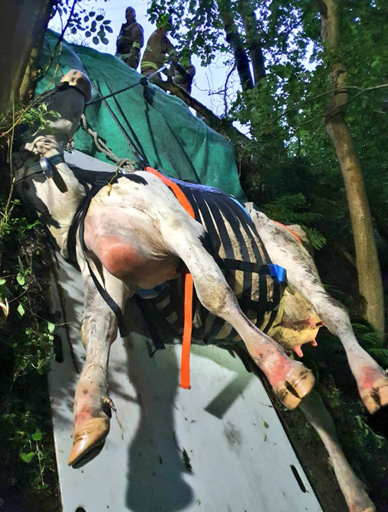 إزالة الخواتم العالقة في الأصابع! أغرب المهام التي قام بها رجال الإطفاء صورة رقم 8