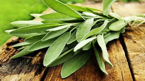 أفضل 6 أعشاب تحسن ذاكرتك وتركيزك صورة رقم 1