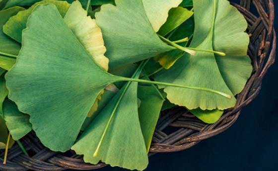 أفضل 6 أعشاب تحسن ذاكرتك وتركيزك صورة رقم 3