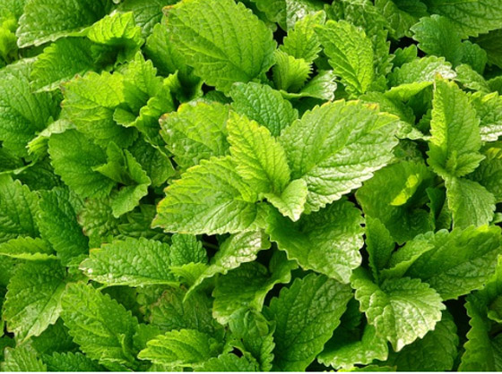 أفضل 6 أعشاب تحسن ذاكرتك وتركيزك صورة رقم 6