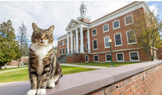 هر يحصل على دكتوراه فخرية من جامعة أمريكية.. ما القصة؟ صورة رقم 3