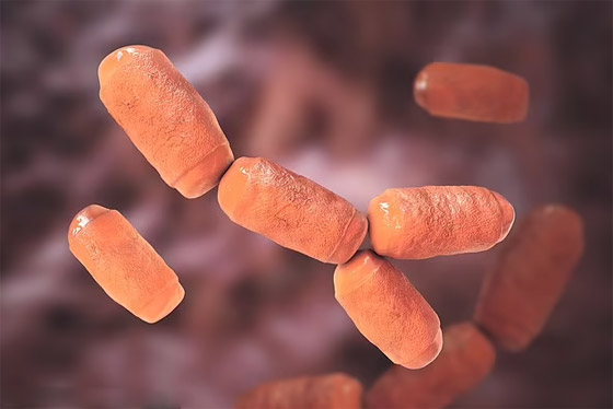 اكتشاف فيروسات ضخمة عمرها 1.5 مليار عام.. والعلماء يطمئنون صورة رقم 6