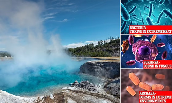 اكتشاف فيروسات ضخمة عمرها 1.5 مليار عام.. والعلماء يطمئنون صورة رقم 1