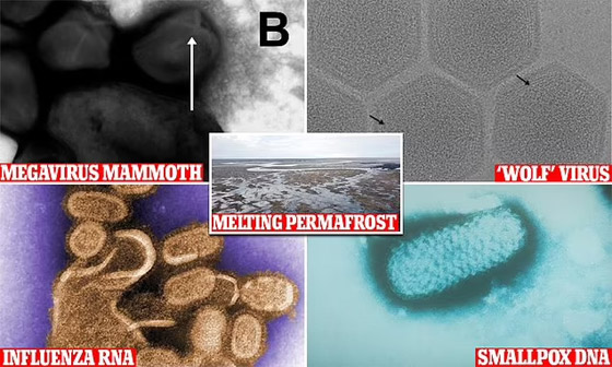 اكتشاف فيروسات ضخمة عمرها 1.5 مليار عام.. والعلماء يطمئنون صورة رقم 3