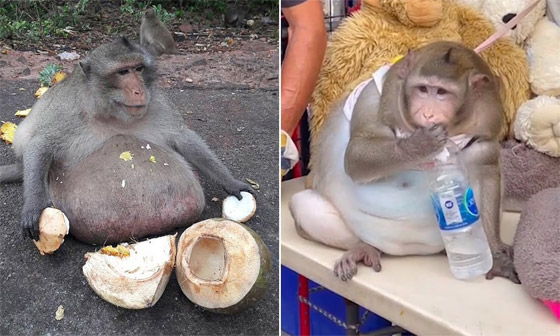 تعرفوا على قصة 