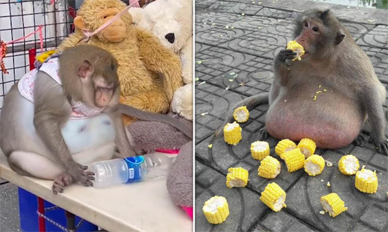 تعرفوا على قصة 