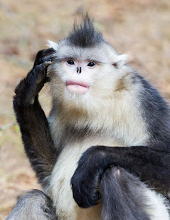 11 حيوان نادر لم تسمع به من قبل صورة رقم 11