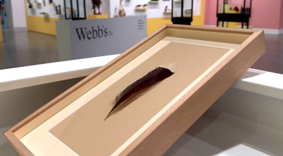 ريشة طائر نادرة أغلى من الذهب.. بيعت في مزاد بمبلغ غير متوقع! صورة رقم 9