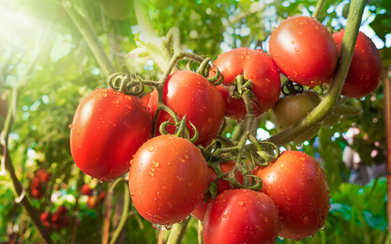 أسباب متعددة تبرز أهمية تناول الطماطم لتعزيز صحة المخ صورة رقم 7