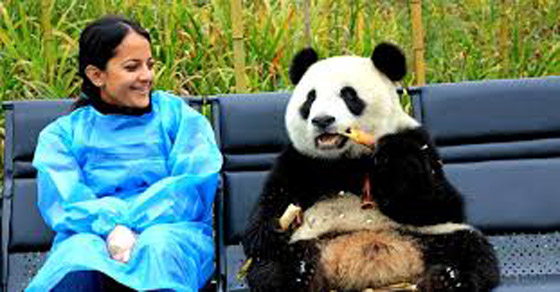 امرأة تساعد البشر والنمور على التعايش جنبًا إلى جنب في الهند.. شاهد كيف صورة رقم 1