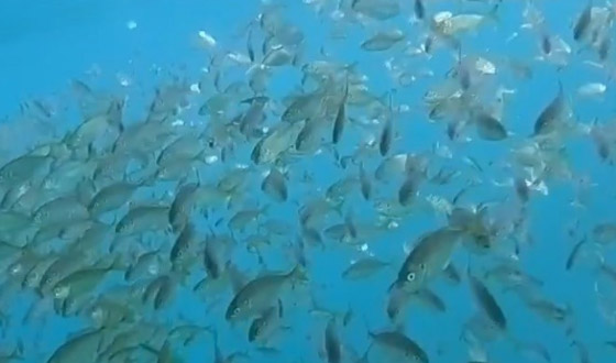 الفلبين.. ما قصة 