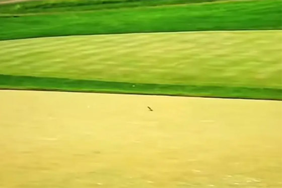 فيديو لا يصدق للاعبة غولف سيئة الحظ.. اصطادت طائرا بكرتها! صورة رقم 4