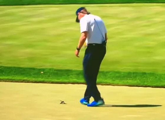 فيديو لا يصدق للاعبة غولف سيئة الحظ.. اصطادت طائرا بكرتها! صورة رقم 7