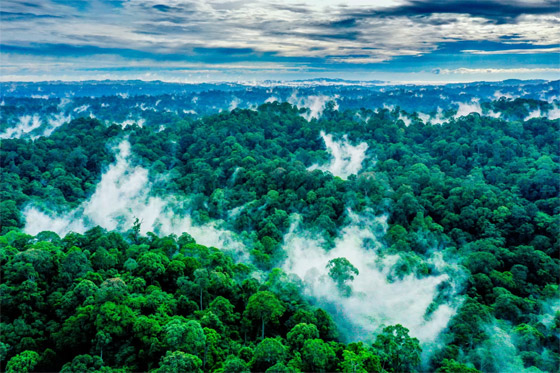 صور نادرة تعطي لمحة عن حياة القطط البرية في غابات ماليزيا الاستوائية صورة رقم 3