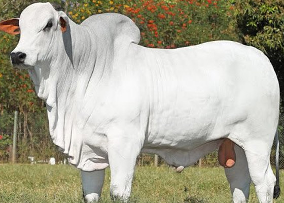 سعرها تجاوز 4 ملايين دولار في البرازيل.. بيع أغلى بقرة في العالم صورة رقم 3